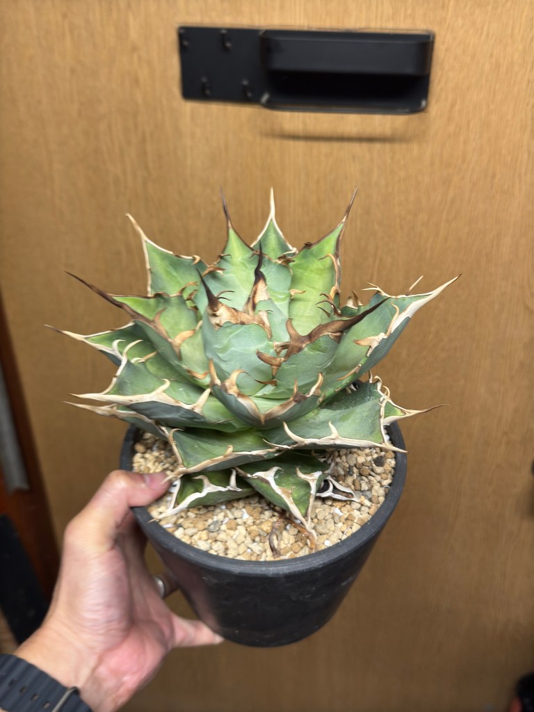 アガベ】チタノタ ハデス 親株の植え替え 育成方法・成長記録