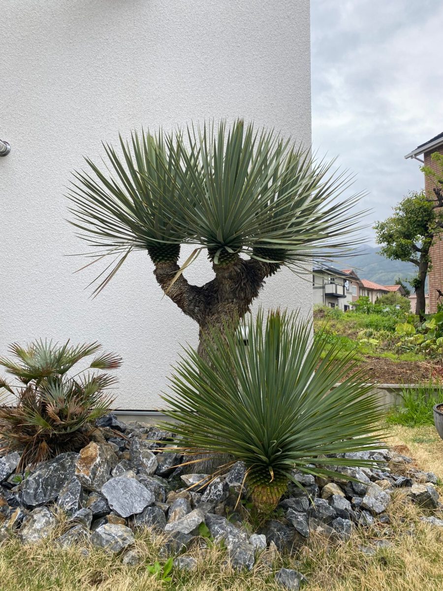 ユッカ ロストラータ - 観葉植物・インテリアグリーン専門ショップ