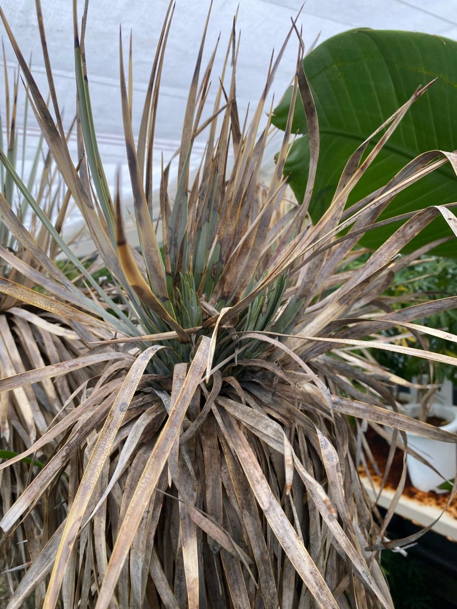 ユッカ ロストラータ - 観葉植物・インテリアグリーン専門ショップ