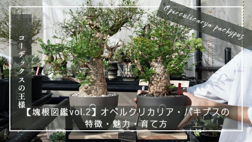 Operculicarya pachypus（オペルクリカリア・パキプス）の特徴・魅力