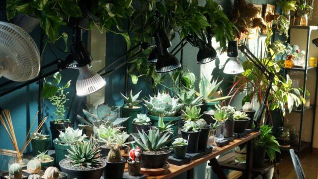 植物育成LEDライトのみでアガベ（多肉植物）は育つのか？アマテラス