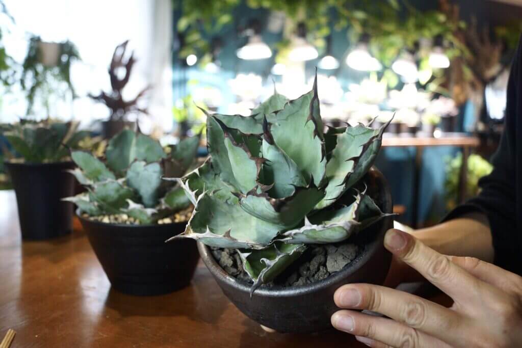 アガベ チタノタ ブラックアンドブルーの特徴や魅力｜BBはチタノタ界の