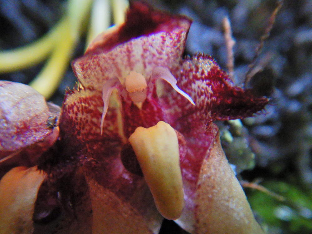 オガサワラシコウランの花は側萼片2が目立つ | 小笠原マルベリー