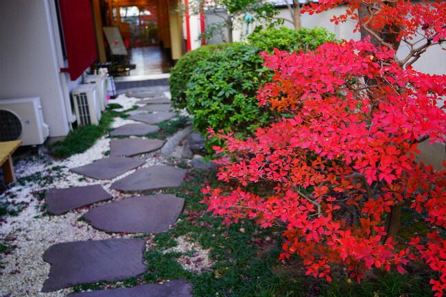 白ドウダン ツツジ ドウダンツツジの特徴と育て方 niwa_tsutsuji