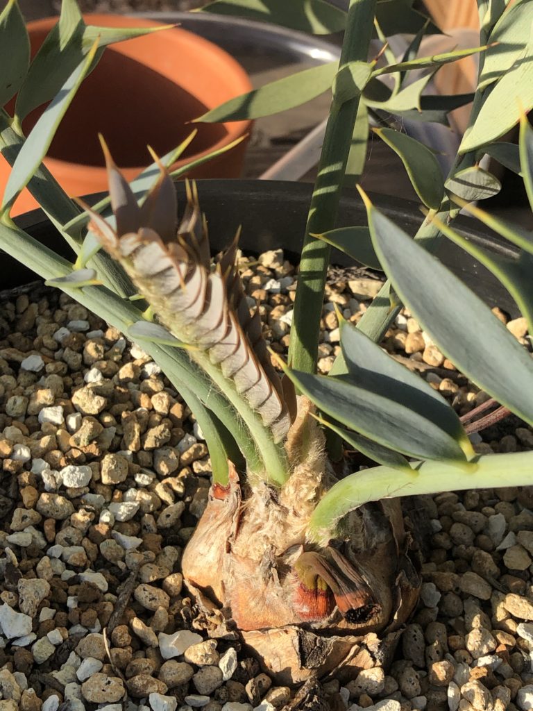 エンセファラルトス ホリダス 今年のフラッシュの様子 ｜ mokubaraya