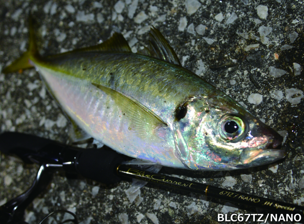 アジングシーズン真っ只中】王道ジグ単におすすめ！ヤマガブランクス