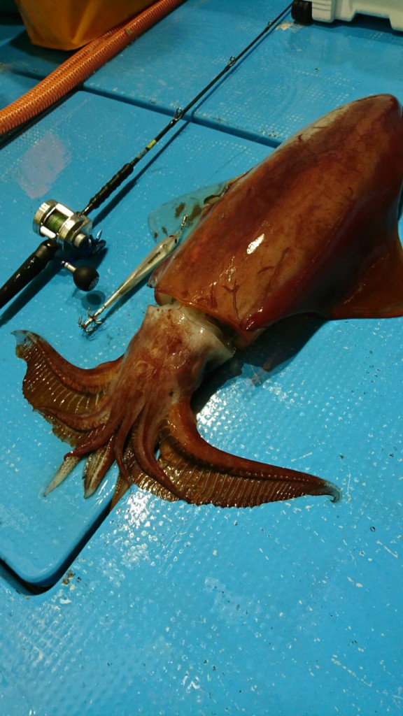 タルイカゲーム基礎講座【巨大イカをゲットしてみませんか？】 | 釣り