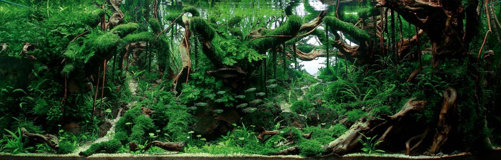 IAPLC | 世界最大の水草レイアウトのコンテスト