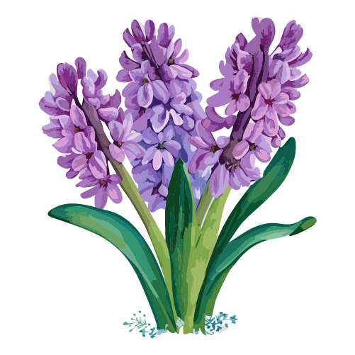 水彩で描かれたヒヤシンスの花のイラスト 無料素材 | イラストダウンロード