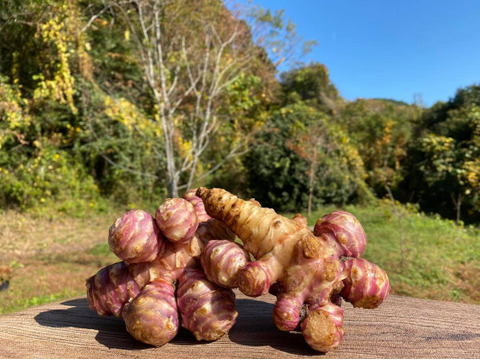 堀りたて！自然栽培の紫菊芋（フランス菊芋）：高知県産の紫菊芋｜食べ