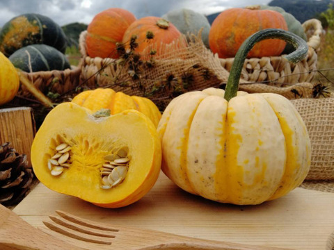 しっとり甘い！ミニかぼちゃ”プッチーニ” 6個入り ハロウィンのお菓子