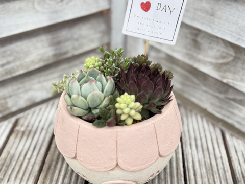 母の日に！多肉植物寄植え 鉢サイズ14.5cm：鳥取県産の多肉植物｜食べ