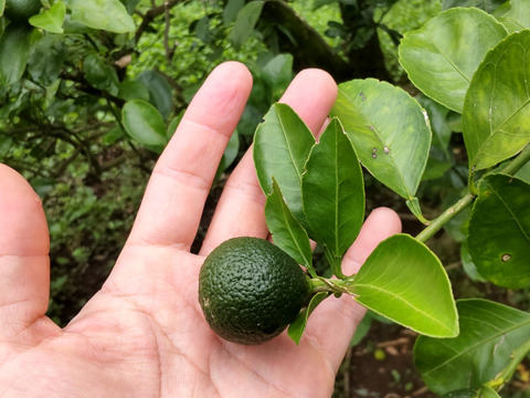 鹿児島県産「シークワーサー」箱込み2kg：鹿児島県産のみかん・柑橘類