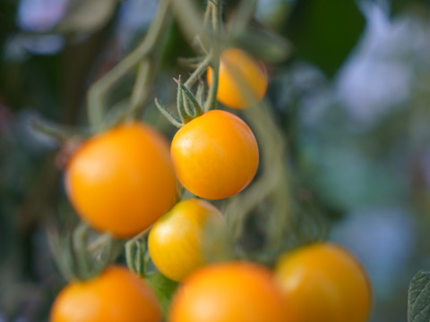 樹上完熟！カラフルミニトマトセット（1.5kg）【夏ギフト】：北海道産
