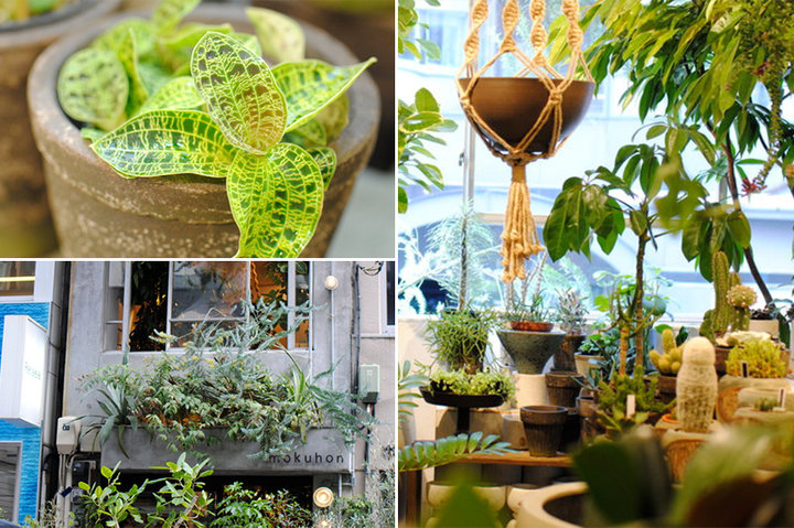 1点ものの植物がたくさん♪銀座一丁目駅すぐのグリーンと“うつわ”の店