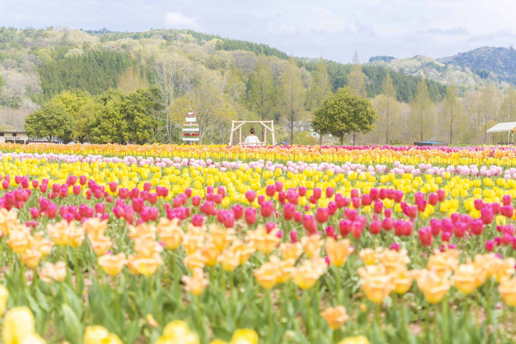 世羅高原農場_チューリップ-