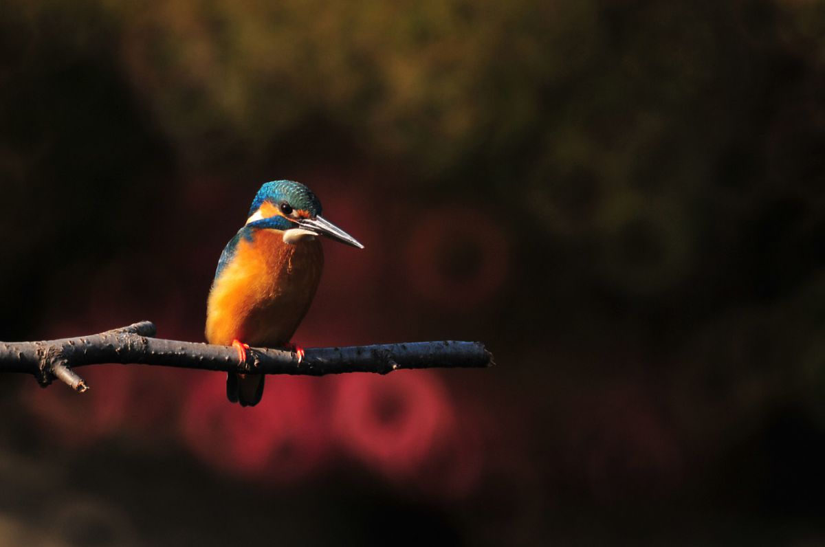 Reflex Nikkor 1000mm F11で撮影された写真 | 写真検索 | GANREF