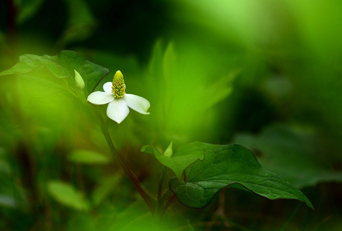 Ai AF Micro Nikkor 105mm F2.8Dで撮影された写真 | 写真検索 | GANREF
