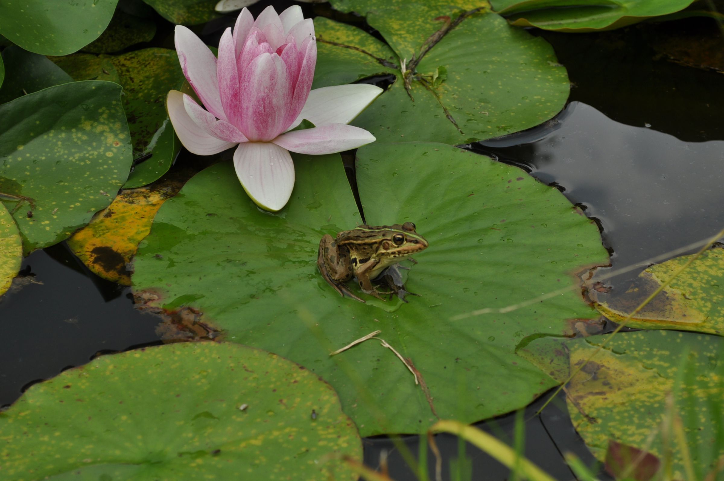 蓮の葉にカエル | GANREF
