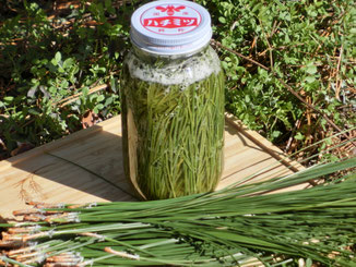 松葉（大王松）＜無農薬・無肥料の自然農法＞ - 矢戸田自然塾 自然農法