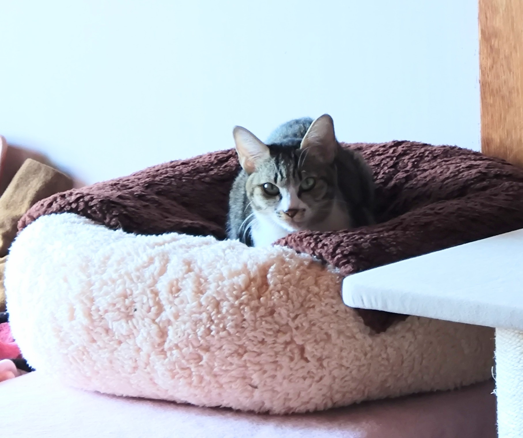 口コミ・レビュー｜抗菌防臭ふんわりブランケット付ベッド｜ 犬用