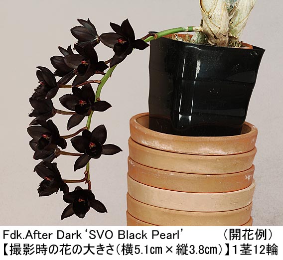 Fdk.After Dark'SVO Black Pearl'アフター ダーク'ブラック パール