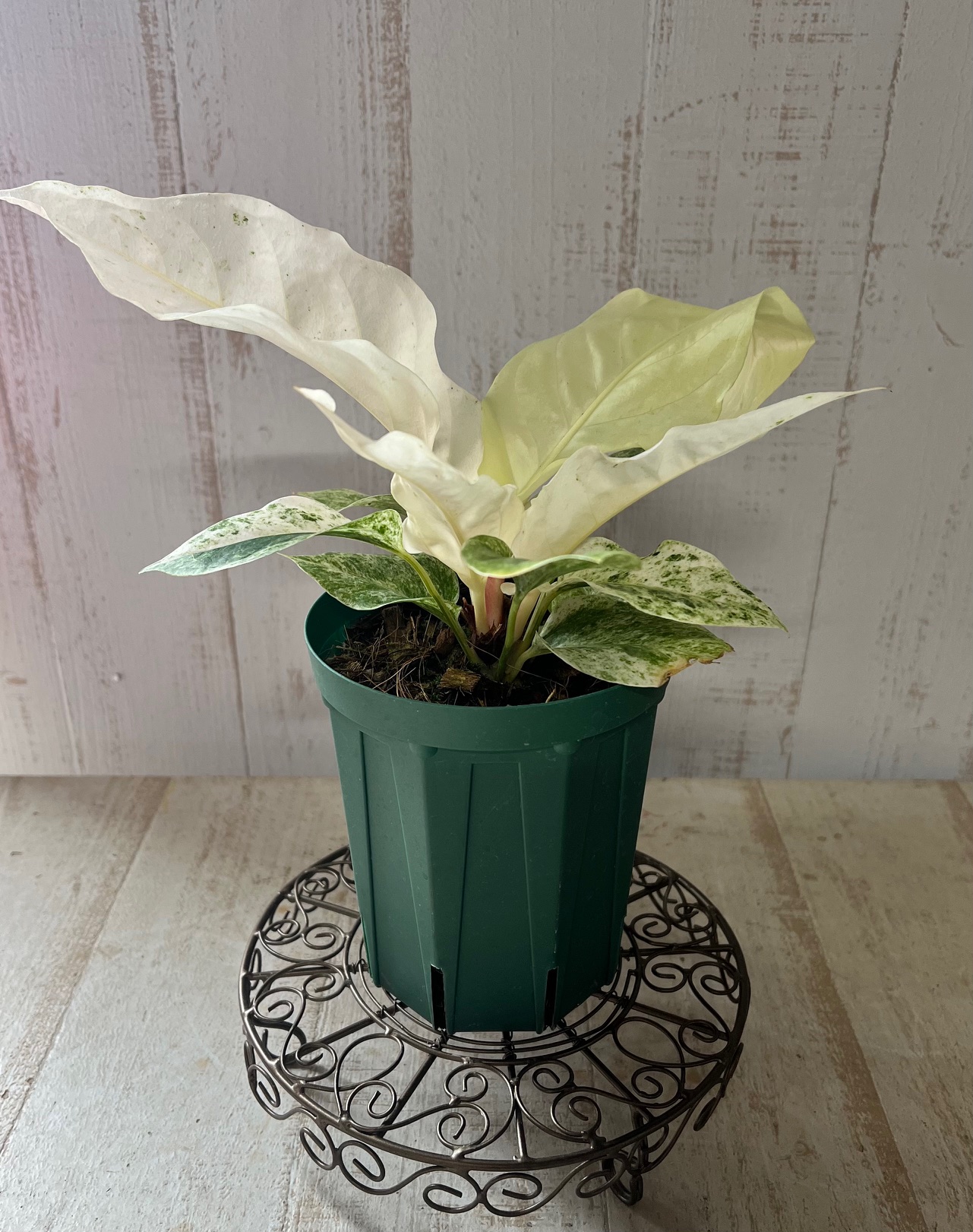 アンスリウム 斑入り 【現品】 | グリーンホビー