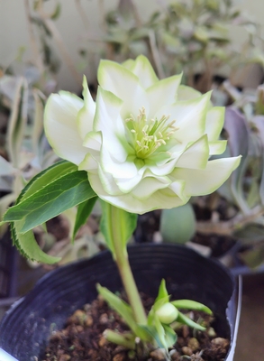 曽田園芸さんのクリスマスローズ | グリーンホビー