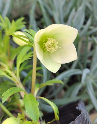 クリスマスローズ | グリーンホビー