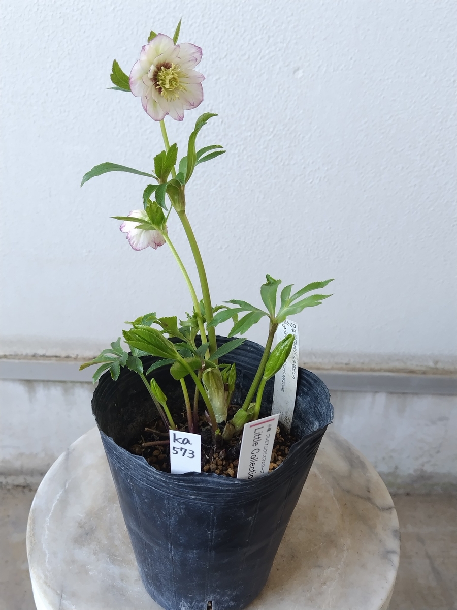 公認）Little Collection 【ka573】ddリトル手毬ピンク× dd手毬グロス