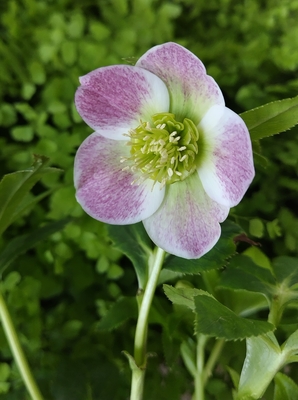 クリスマスローズ | グリーンホビー