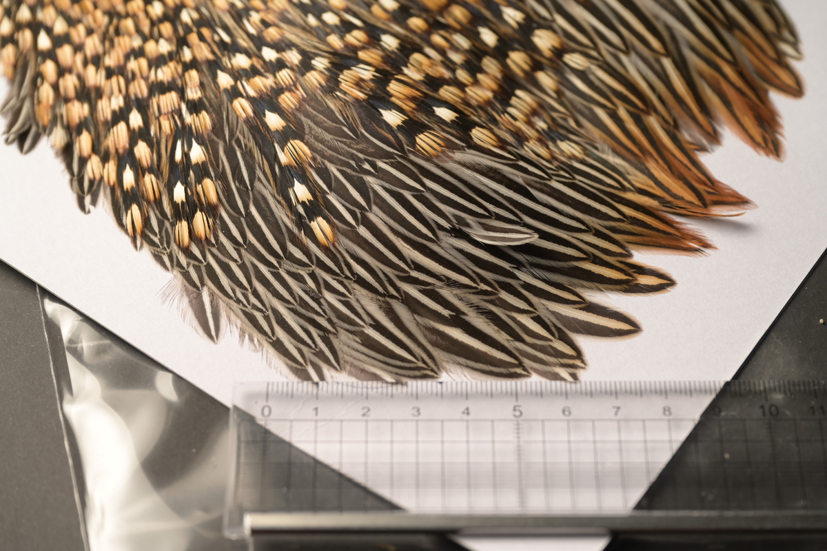 キャナル｜フライマテリアル｜ジャングルコック｜Jungle Cock | K