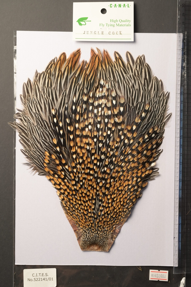 キャナル｜フライマテリアル｜ジャングルコック｜Jungle Cock | K