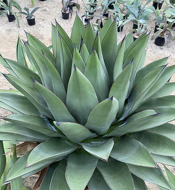 AGB33 アガベ アリゾニカ 丸葉 AGB33様専用 アガベ アリゾニカ 丸葉