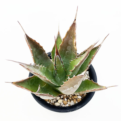 アガベ 浪人特選株 2026年最新】浪人 アガベの人気アイテム - メルカリ