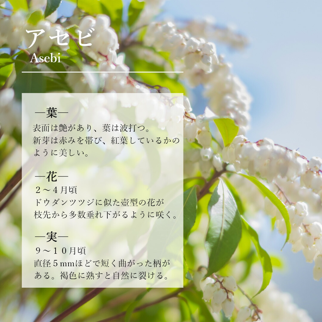 楽天市場】【現品】山採り【アセビ】白花 馬酔木 株立ち 自然風樹形