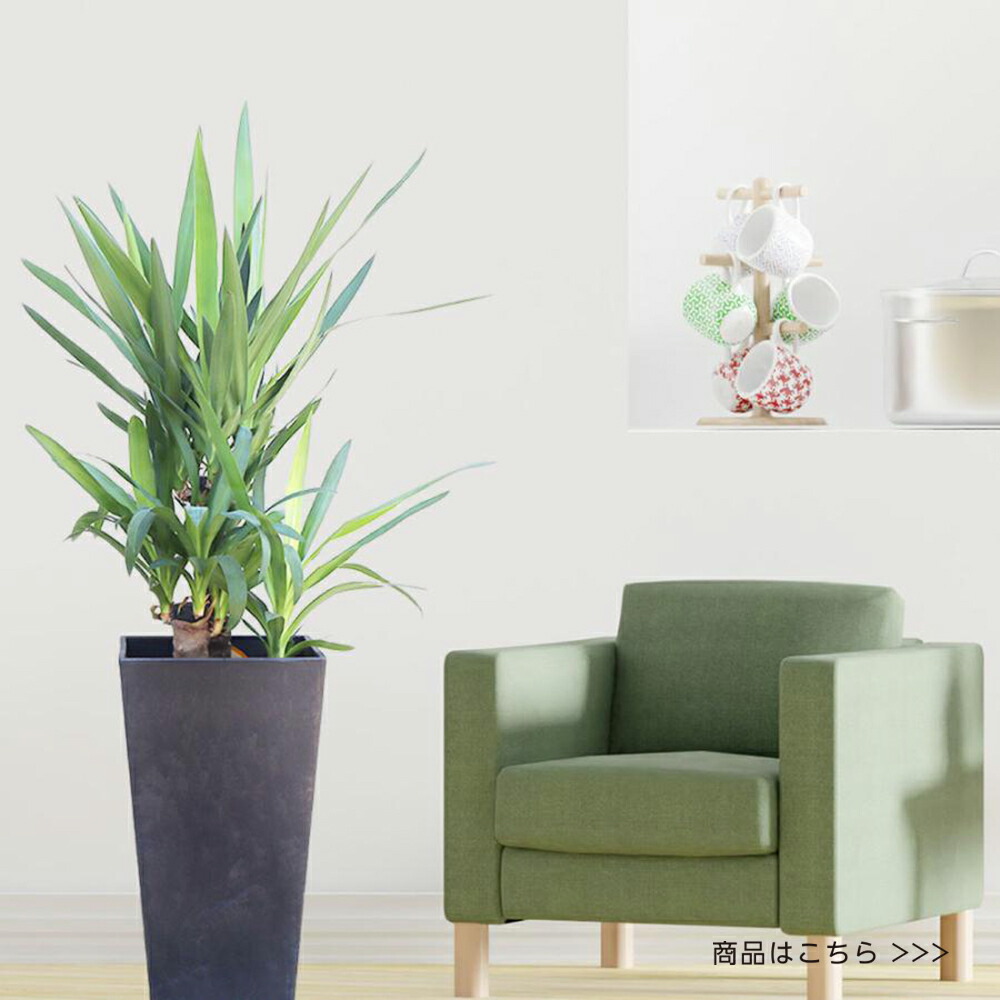 楽天市場】【2個同時購入10％OFFクーポン配布中】 観葉植物 大型 ゴム