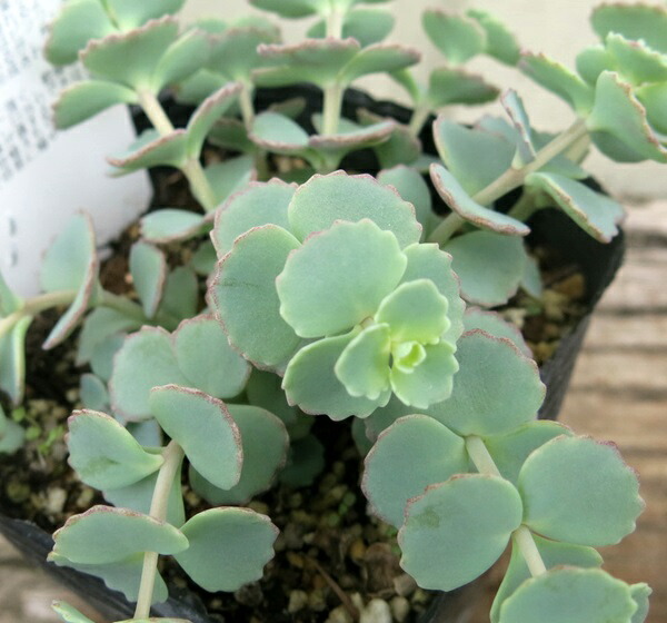 楽天市場】越中ミセバヤ(エッチュウミセバヤ) 3.5号ポット苗 : 千草園芸