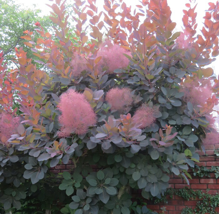 楽天市場】スモークツリー グレース（グレイス）雌木 4.5号 苗木(e06