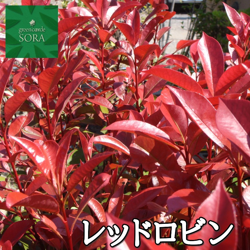 レッドロビン H1100～1300 10本 - SORAの植木屋さん