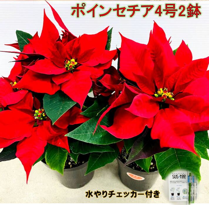 楽天市場】ポインセチア4号鉢×2コ 送料無料 水やりチェッカー
