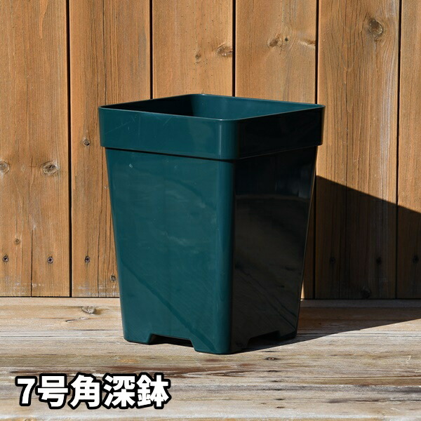 7角】プレミアローズセレクション【7号角深鉢】ロサオリエンティス