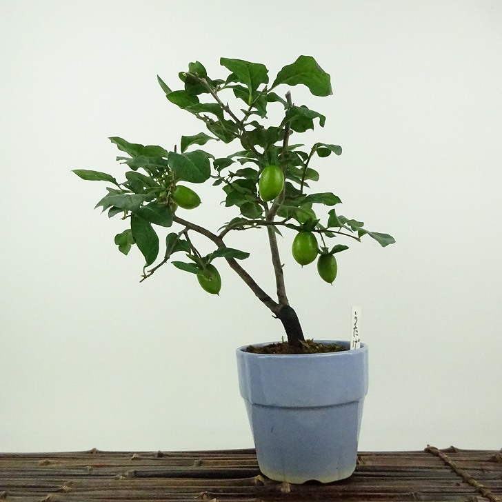 楽天市場】盆栽 老爺柿 宴 樹高 約19cm ろうやがき Diospyros
