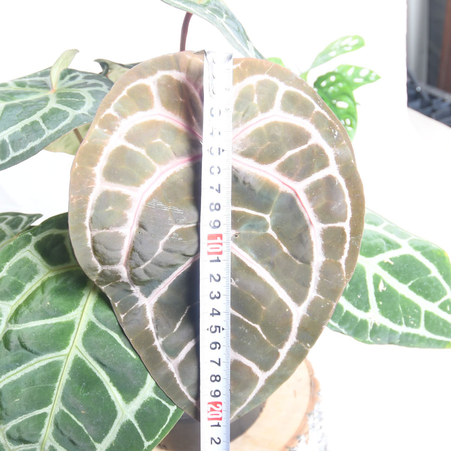 楽天市場】超人気！ 希少！ アンスリウム ミシェル 【現品2点限り】7