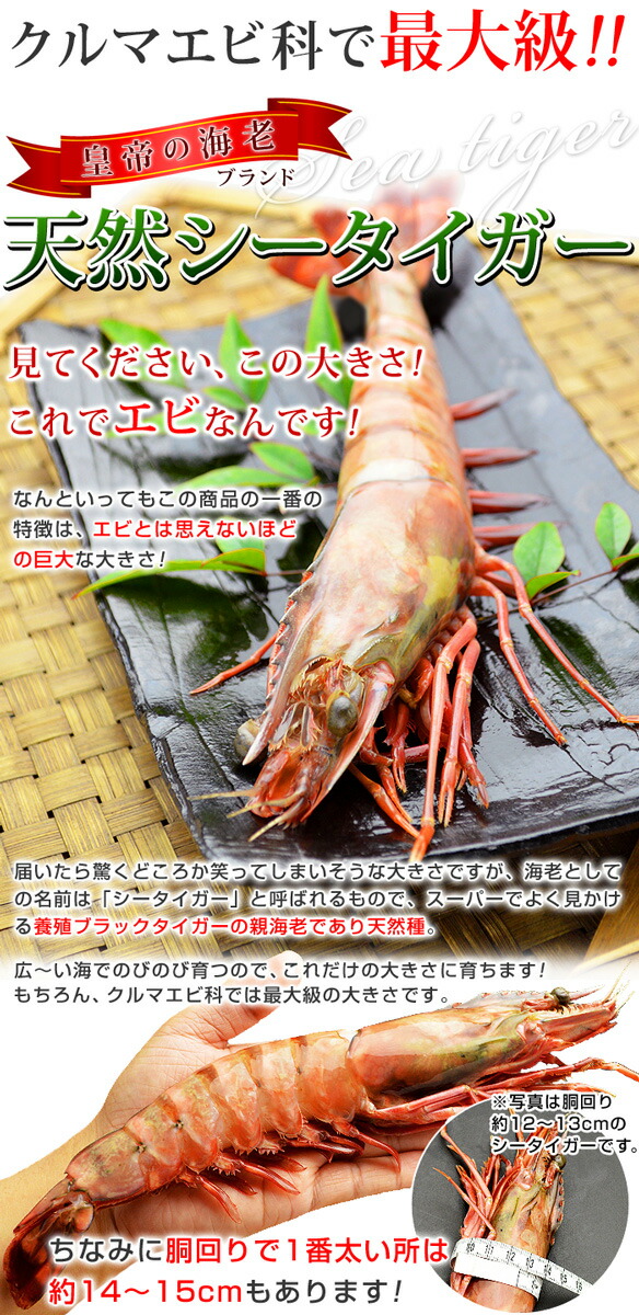 楽天市場】6年ぶり入荷の最大規格！ 皇帝の海老 天然 シータイガー