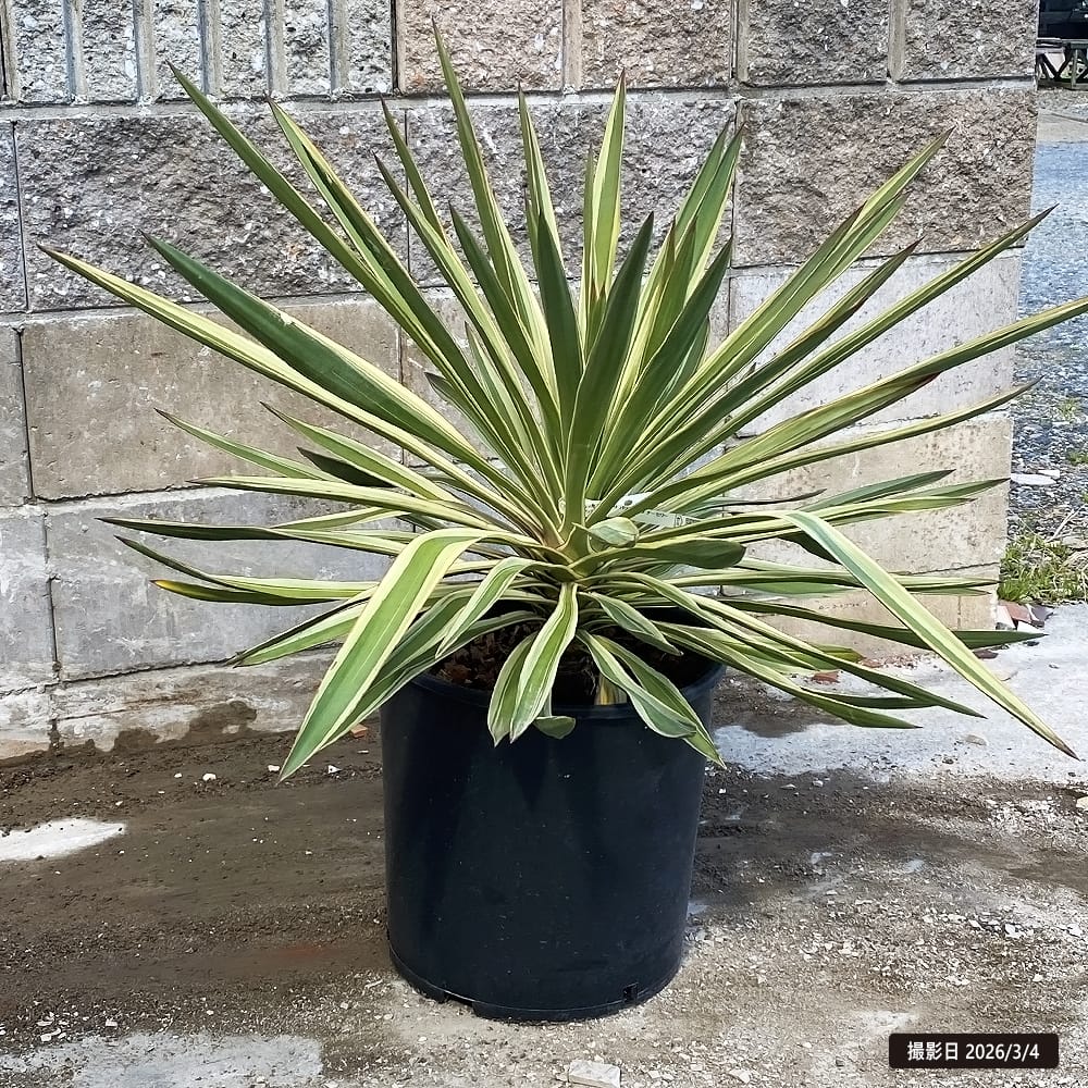 楽天市場】数量限定 【ロストラータ ハイブリッド】ユッカ 耐寒性南