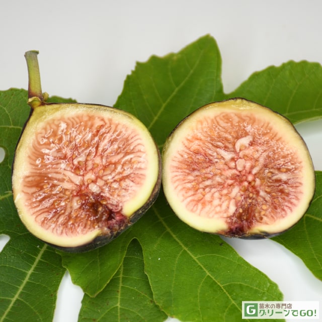 イチジク 苗 【ブリジャソットグリース】 1年生 挿し木 ポット苗