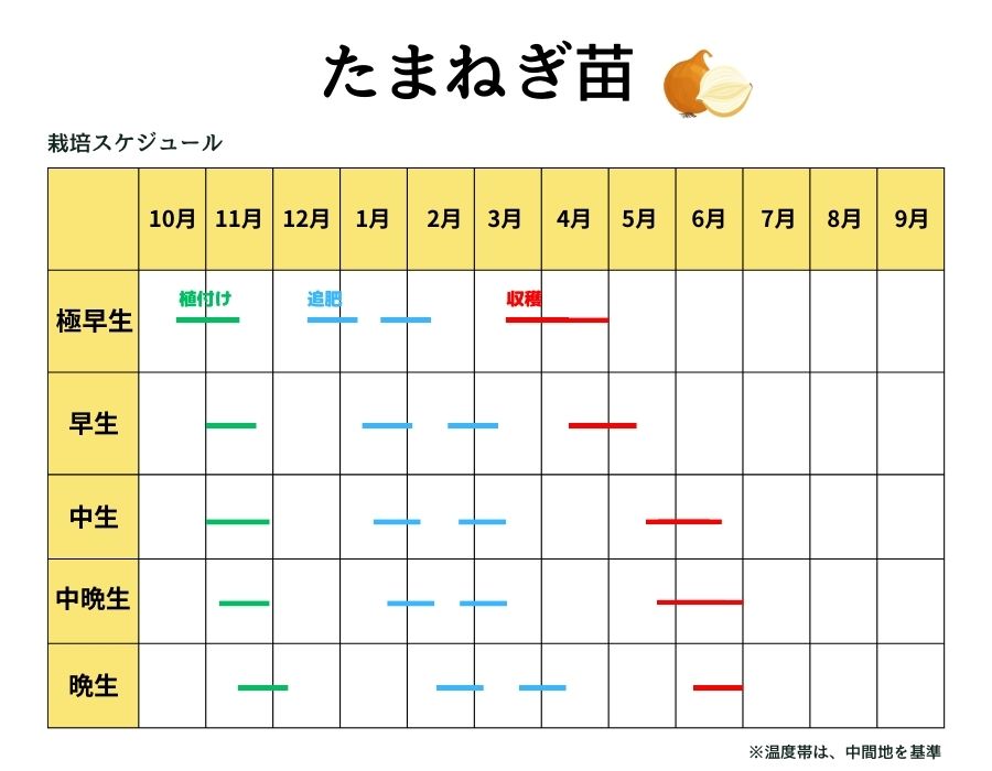 極早生たまねぎ苗 抜き苗 約20本束 貴錦・スーパーアップ・トップ