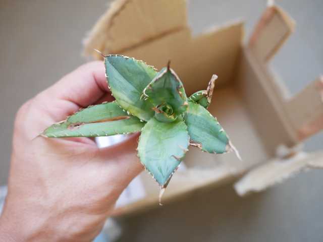 アガベ抜き苗の1年後（チタノタ錦・B&B・姫厳龍） | ～べらんでぃずむ