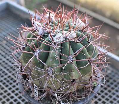 デンモザ・茜丸などのサボちゃん植替えと実生帝玉 | ☆ガマンマの ニク